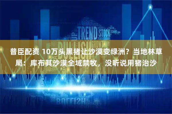 普臣配资 10万头黑猪让沙漠变绿洲？当地林草局：库布其沙漠全域禁牧，没听说用猪治沙